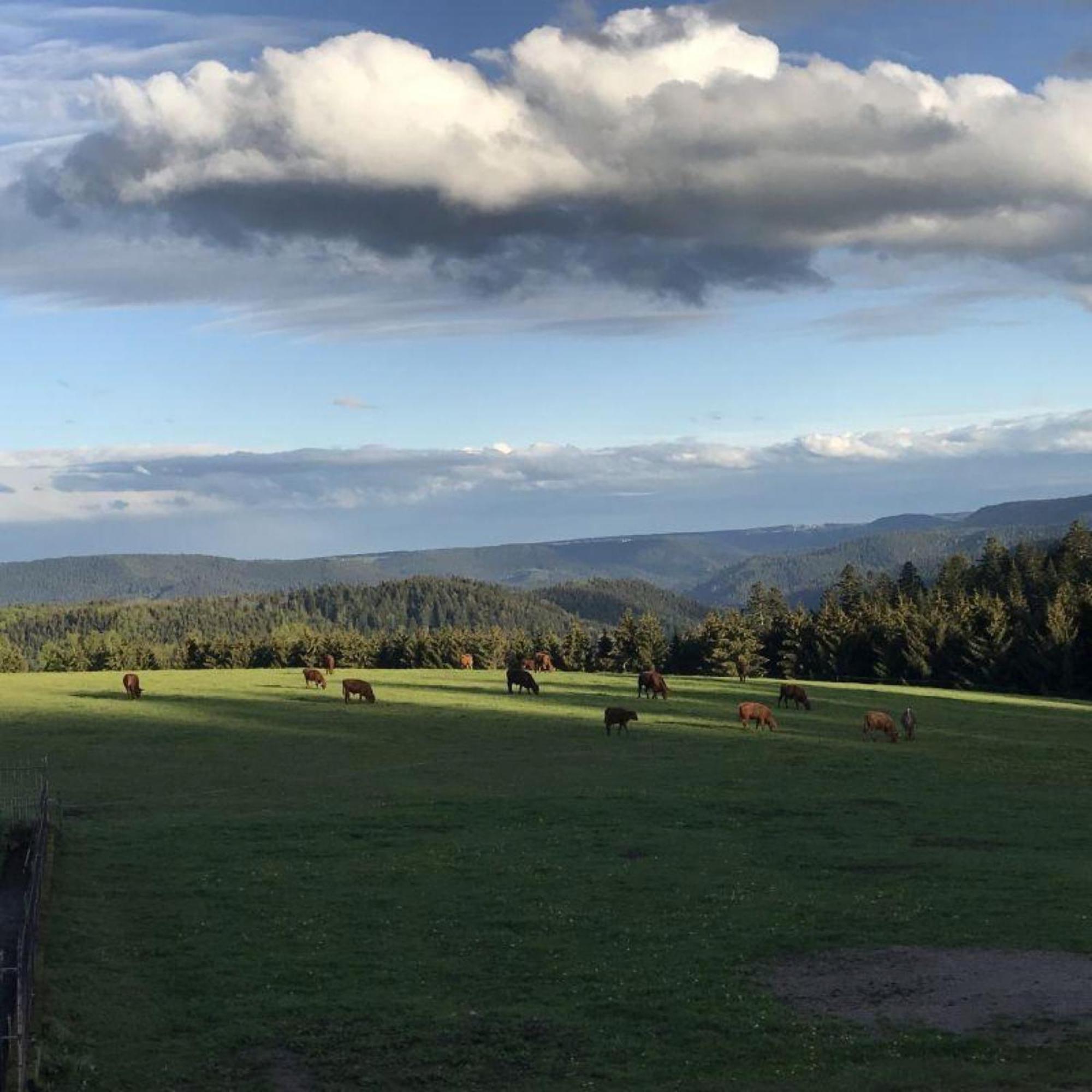 Villa Aeckerhof Wolfach Esterno foto
